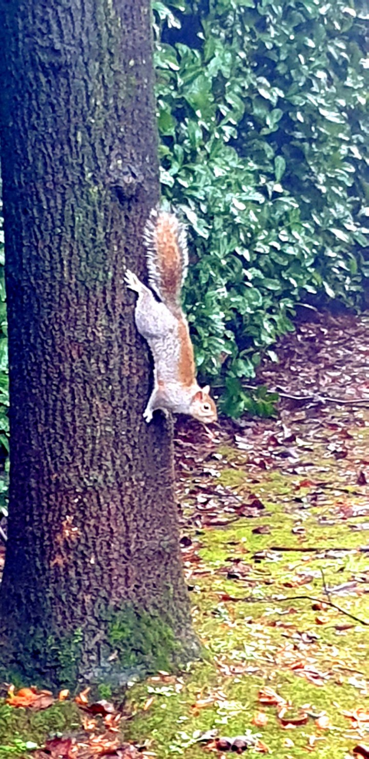 a squirrel