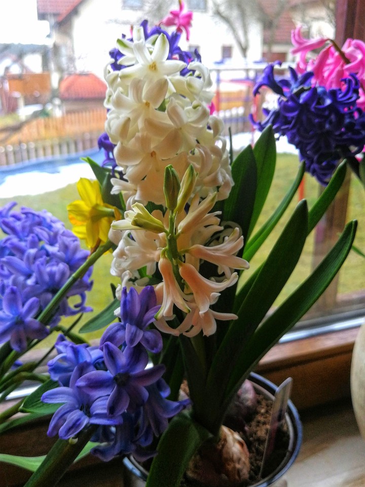 Hyacinths im Blumentopf