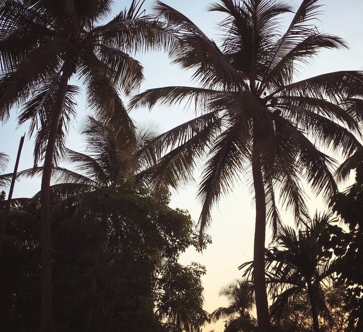 coconuts