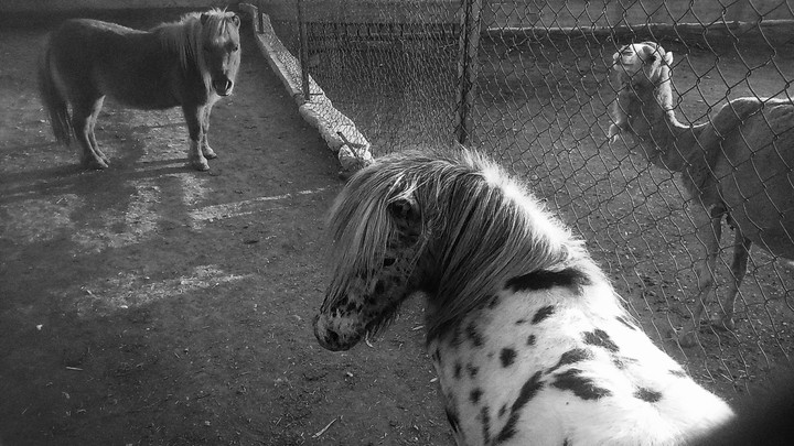 horse