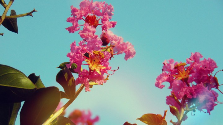 blossom (çiçek)