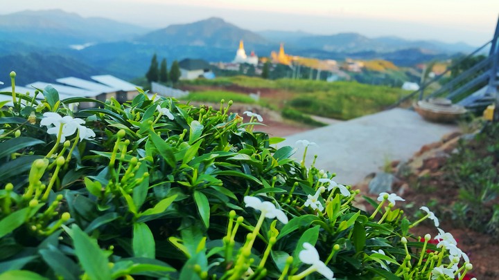 Jasmine