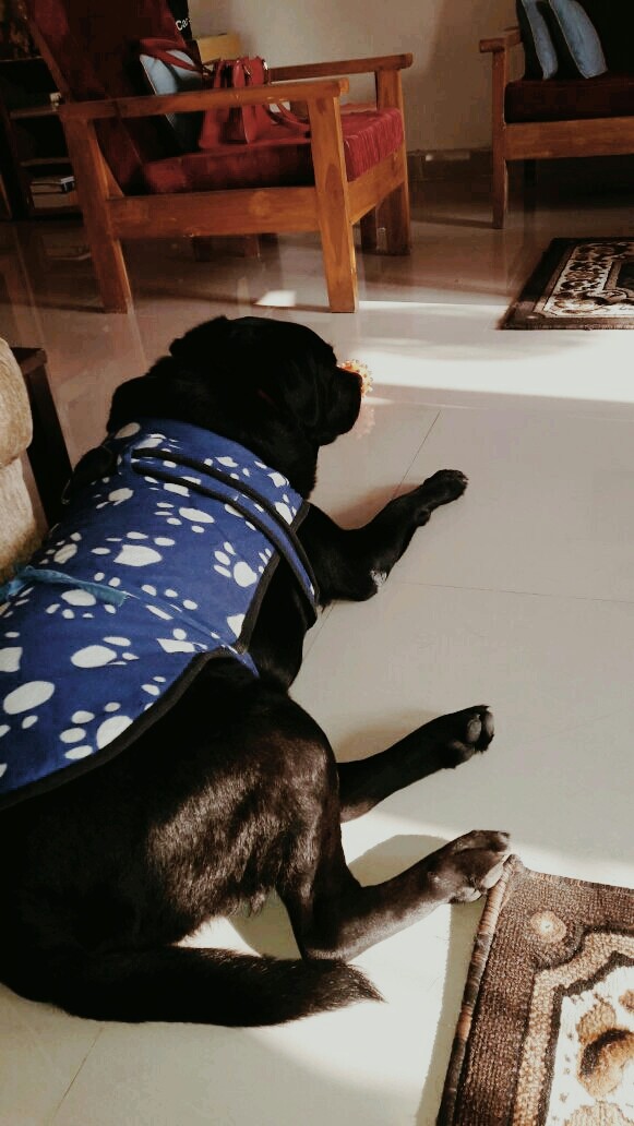 Dog