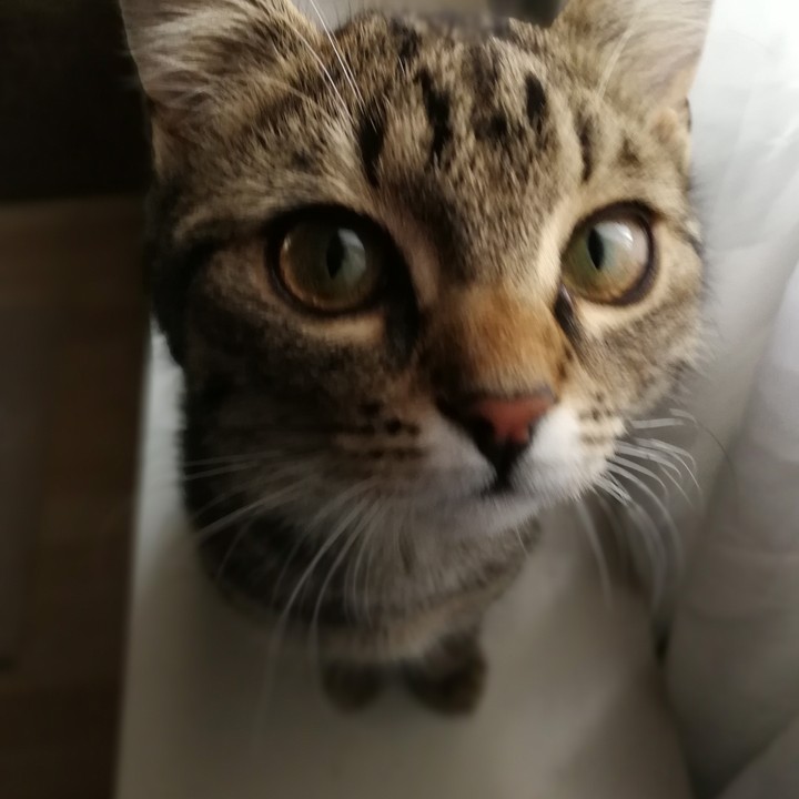 Mascha
