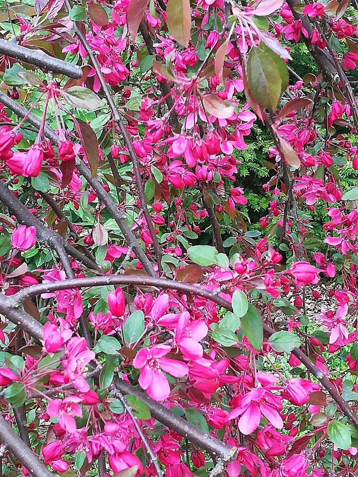 spring time