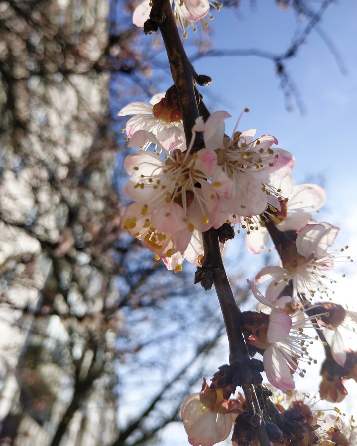 spring day