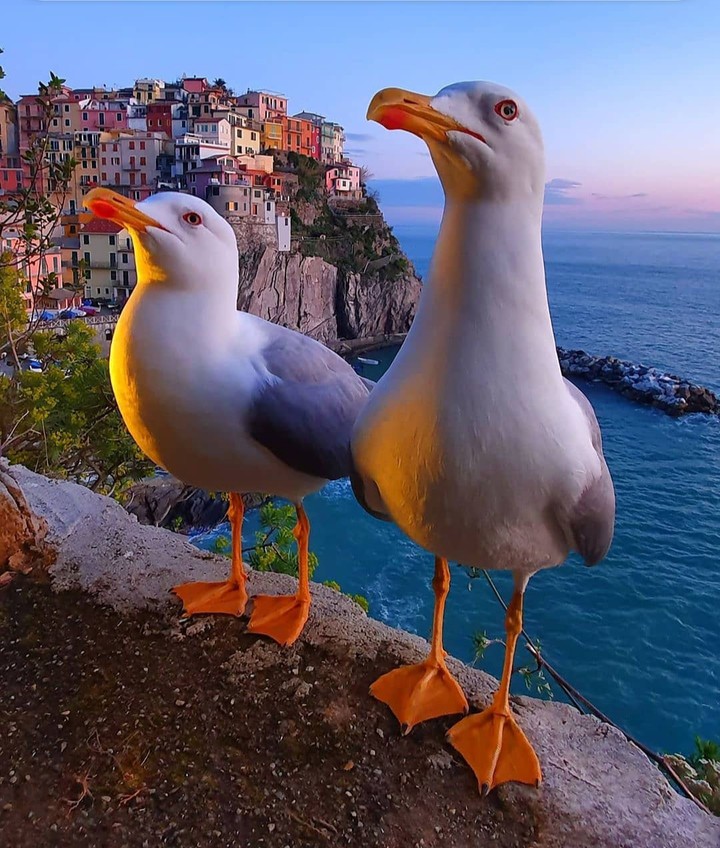 Birds