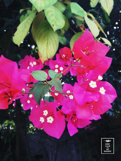 Pink Flower