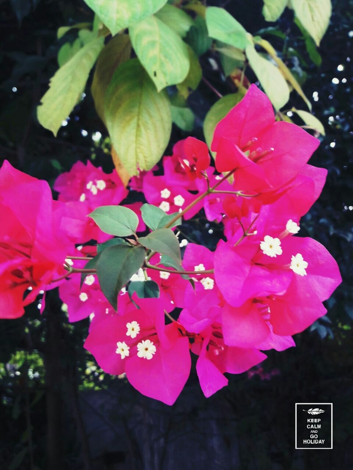 Pink Flower