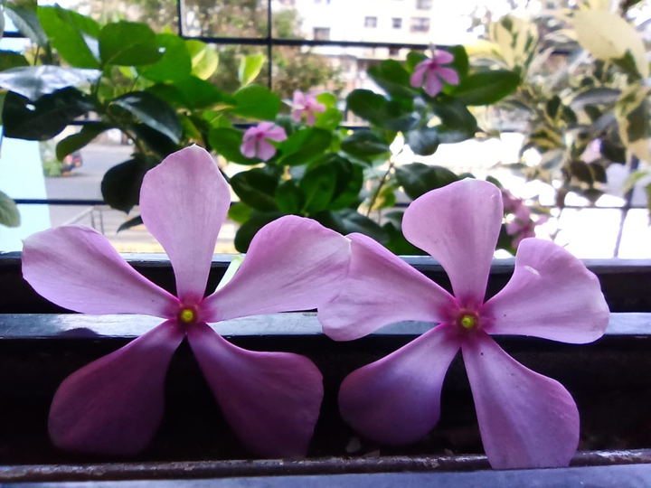 Pink Periwinkles !!!