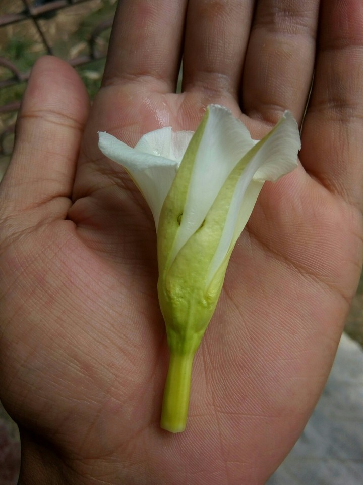 Flowers on hand