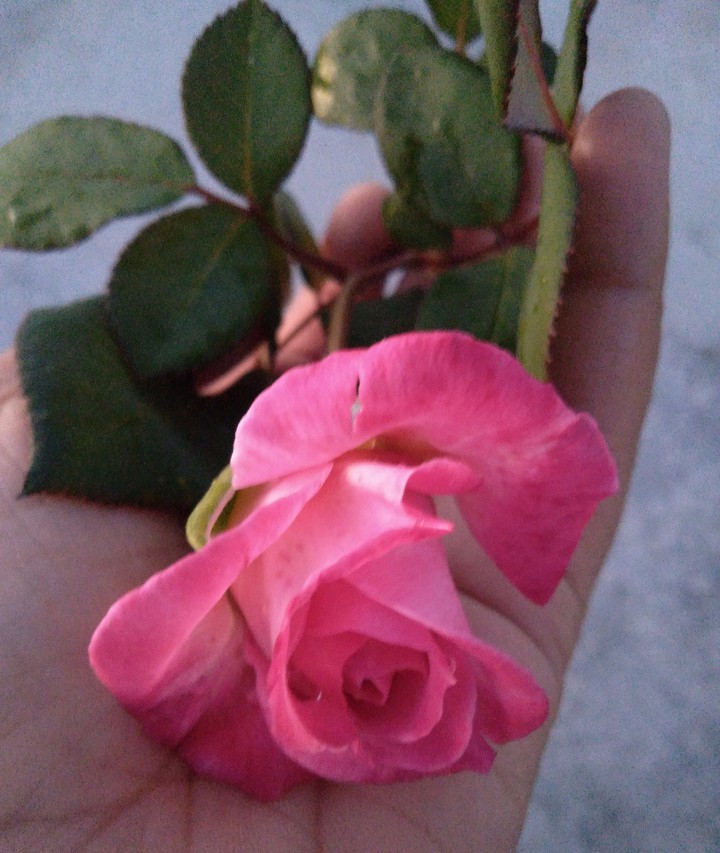 #naturelove