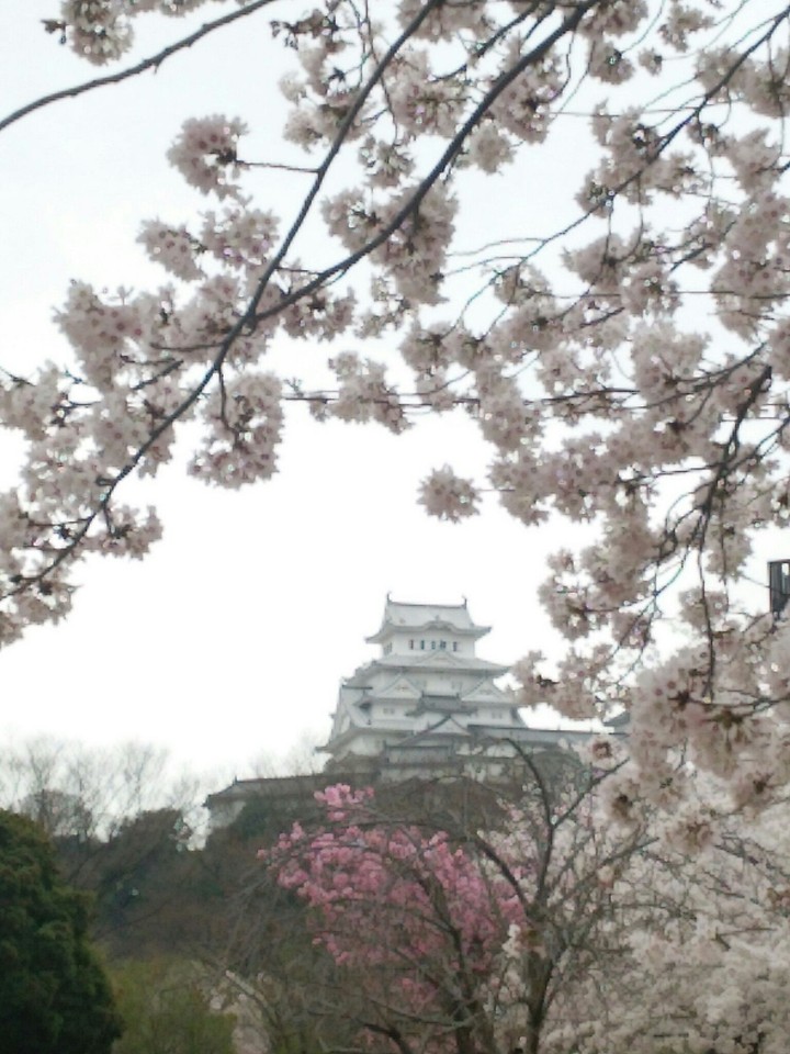 白鷺城と桜！