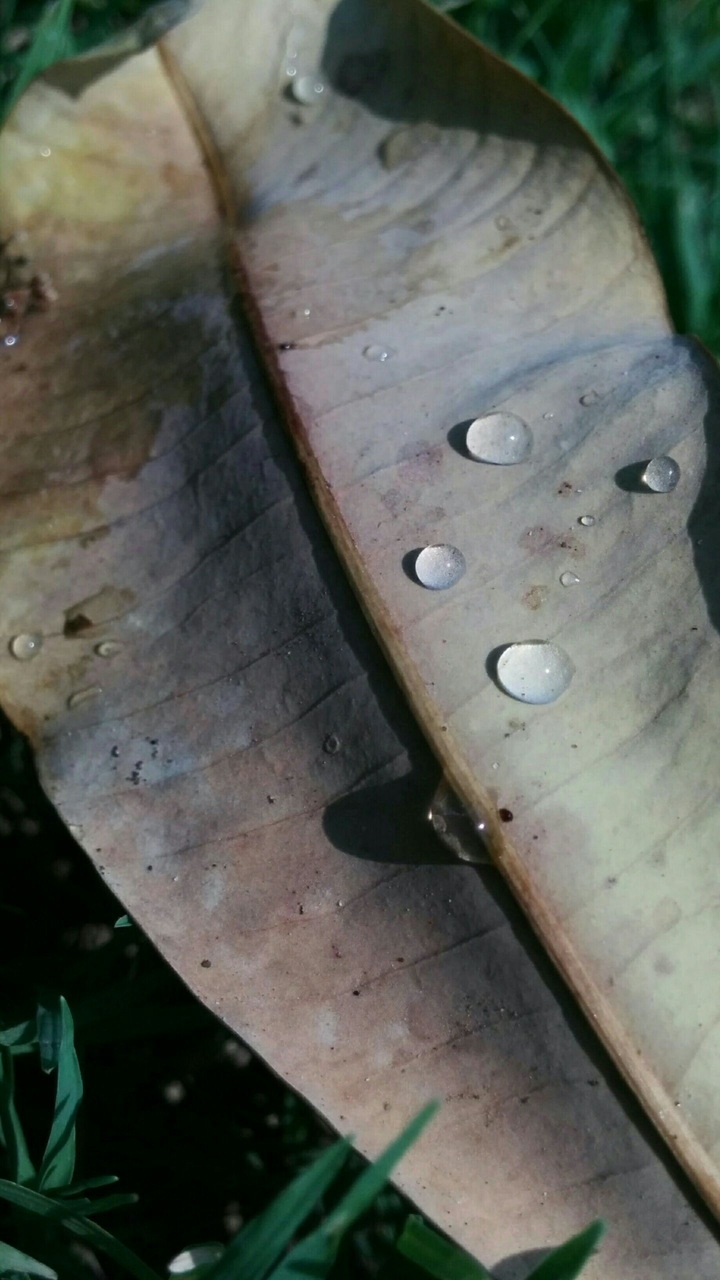 Leaf with Water Droplets