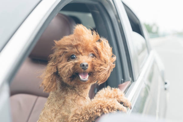puppy teddy riding in car with head out window - stock photo