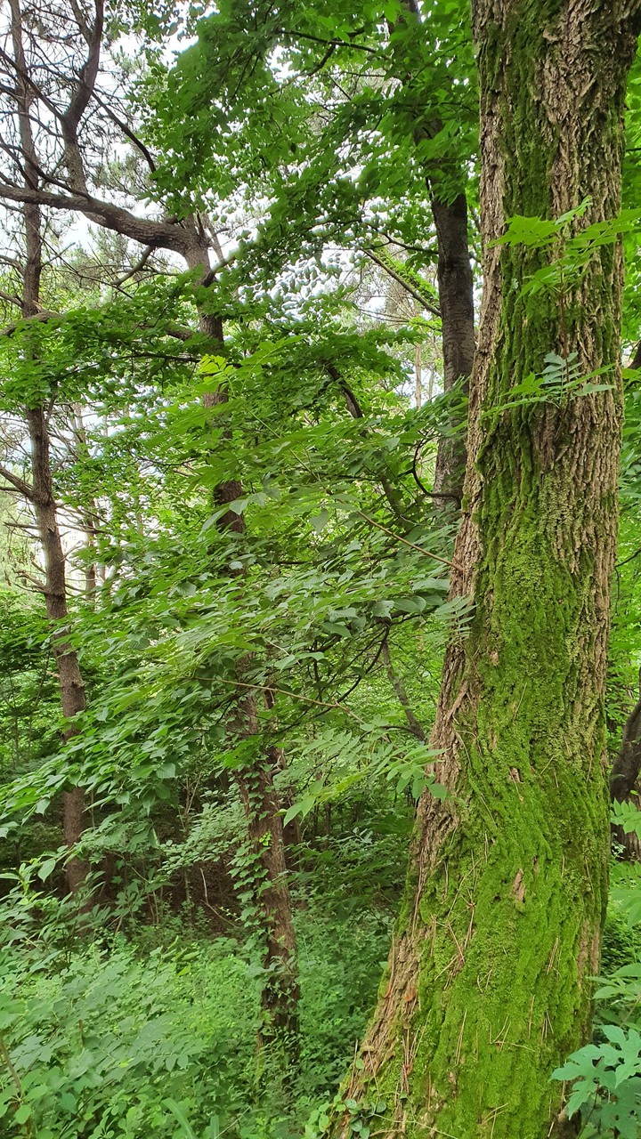 숲(forest)