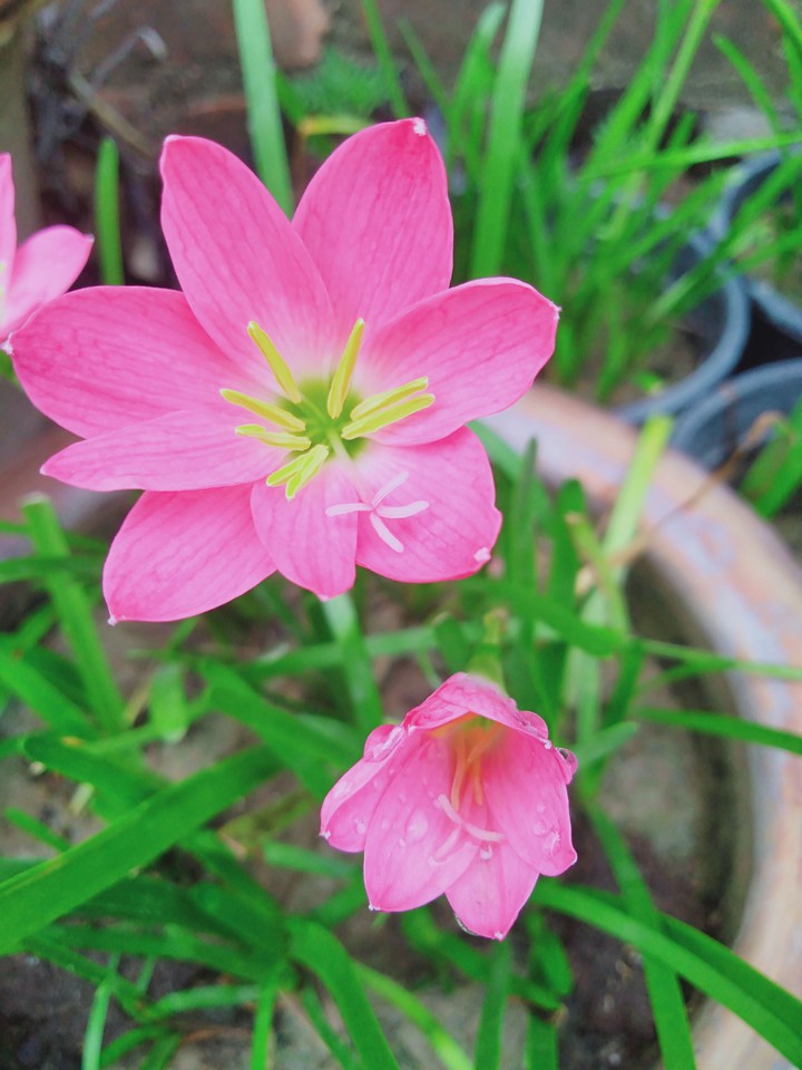 Rain lily