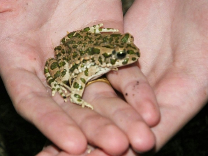 frog in night ?
