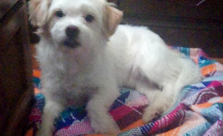 doggy 