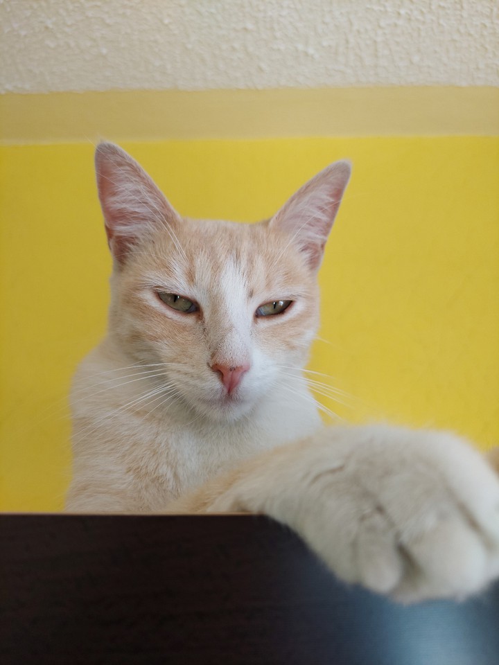 Kitty
