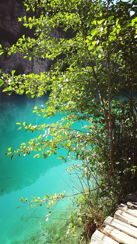 water tree