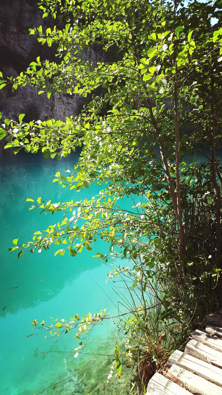 water tree