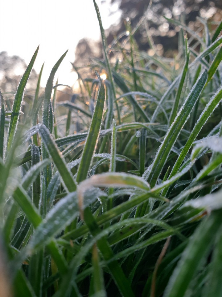 Frozen