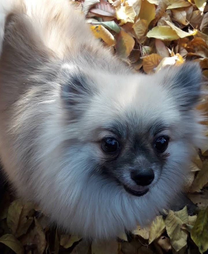 Друзья наши меньшие!