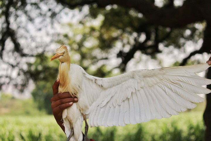bird accident
