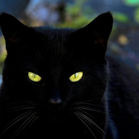 who is the black cat