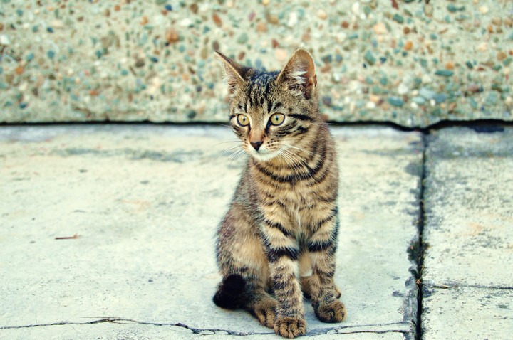 cat
