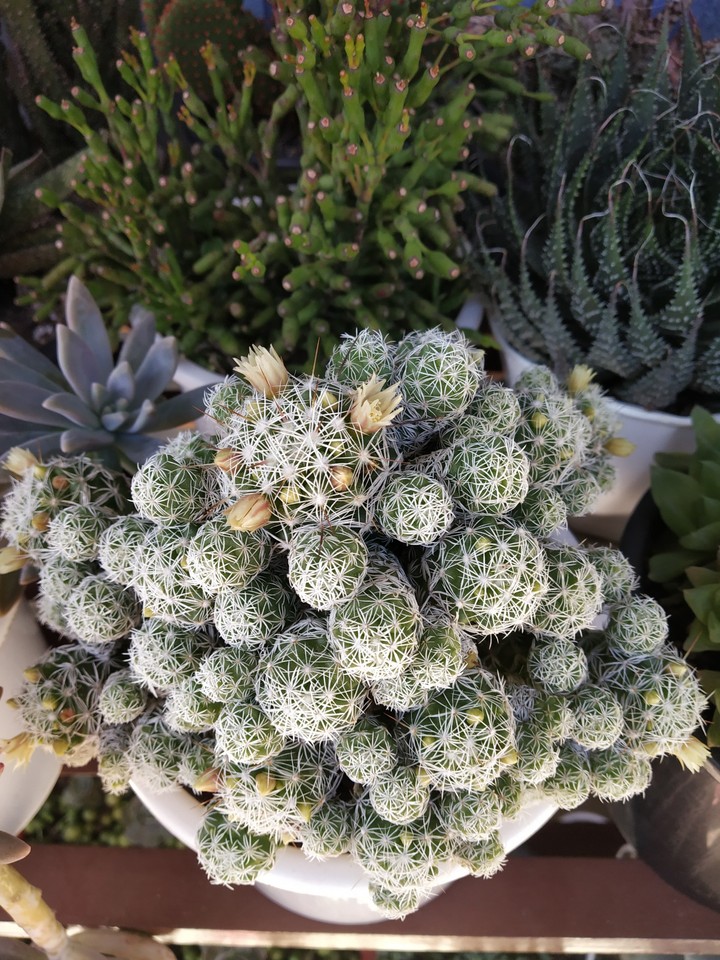 pretty in bloom