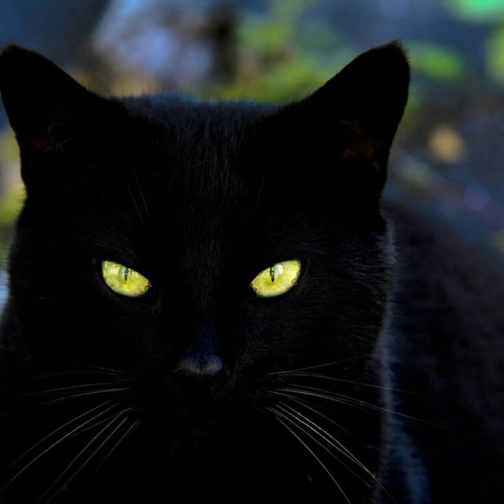who is the black cat