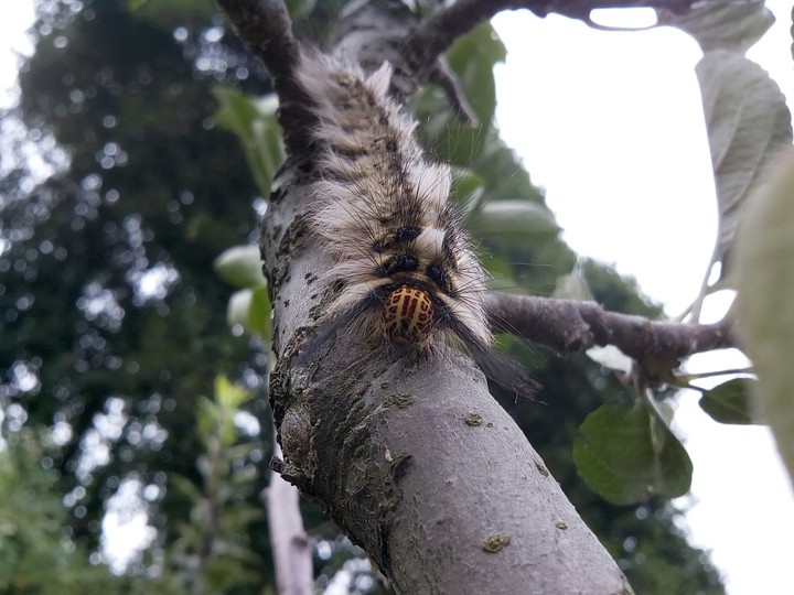 Caterpillar is raiding into down to earth