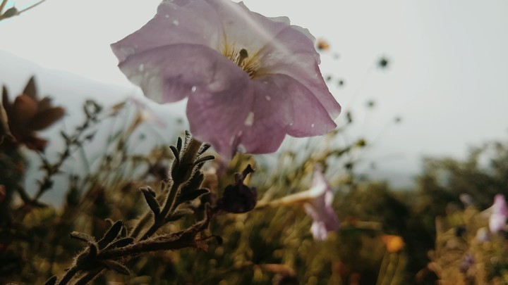 Flower