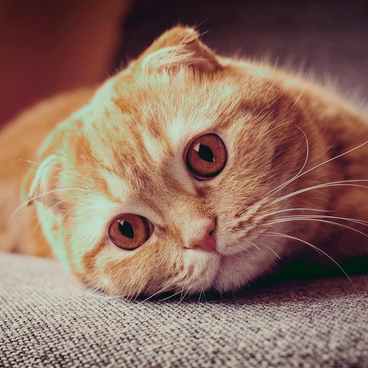 cat  sad 
