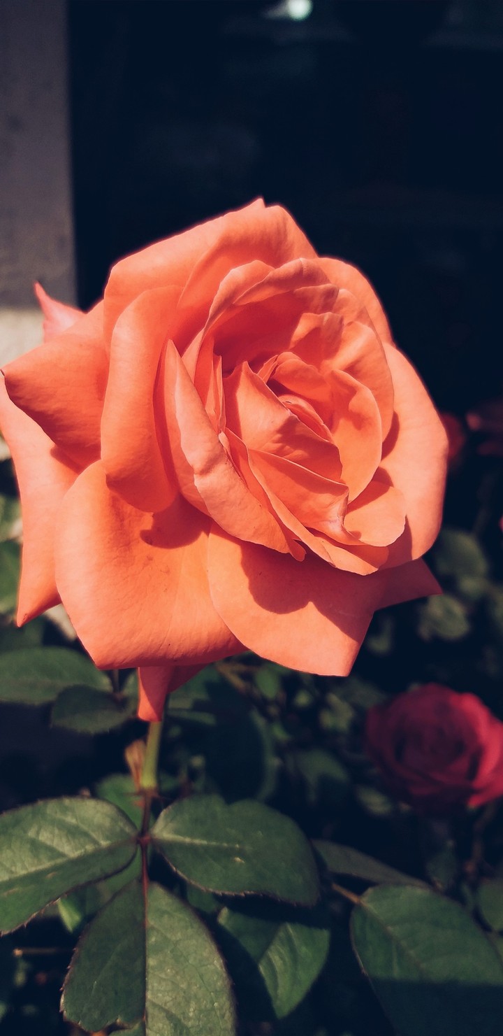 Orange Rose