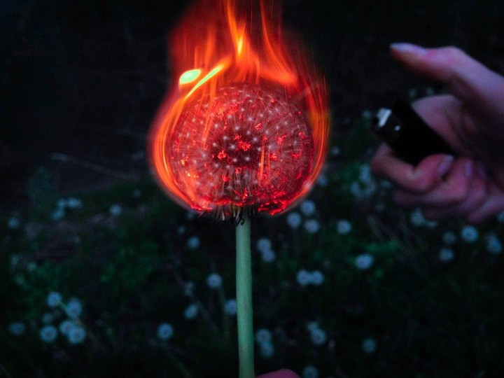 Dandelion