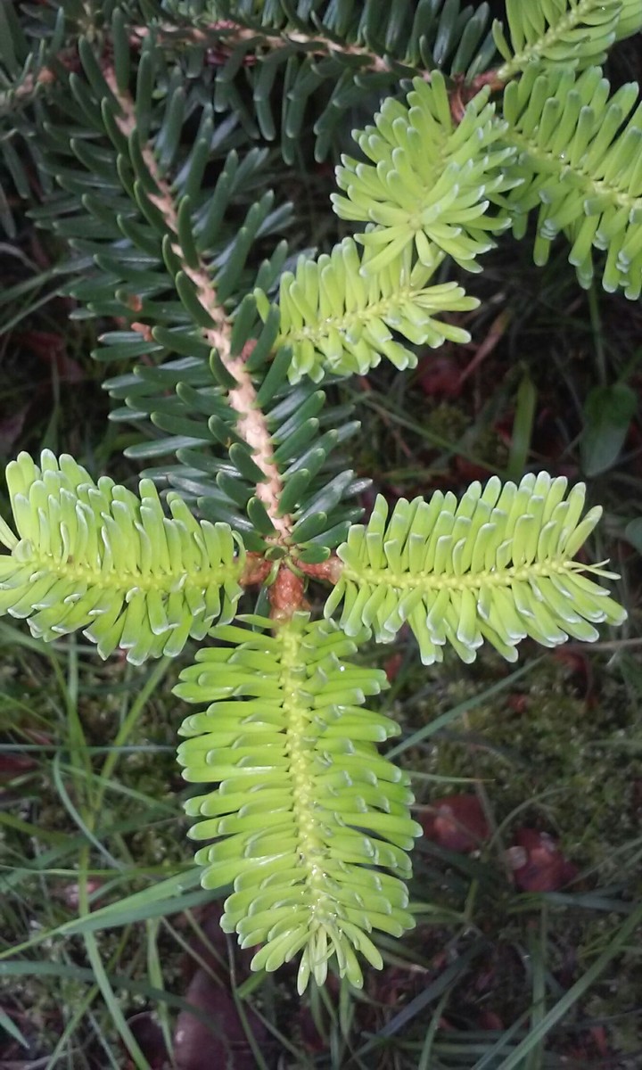 Spruce