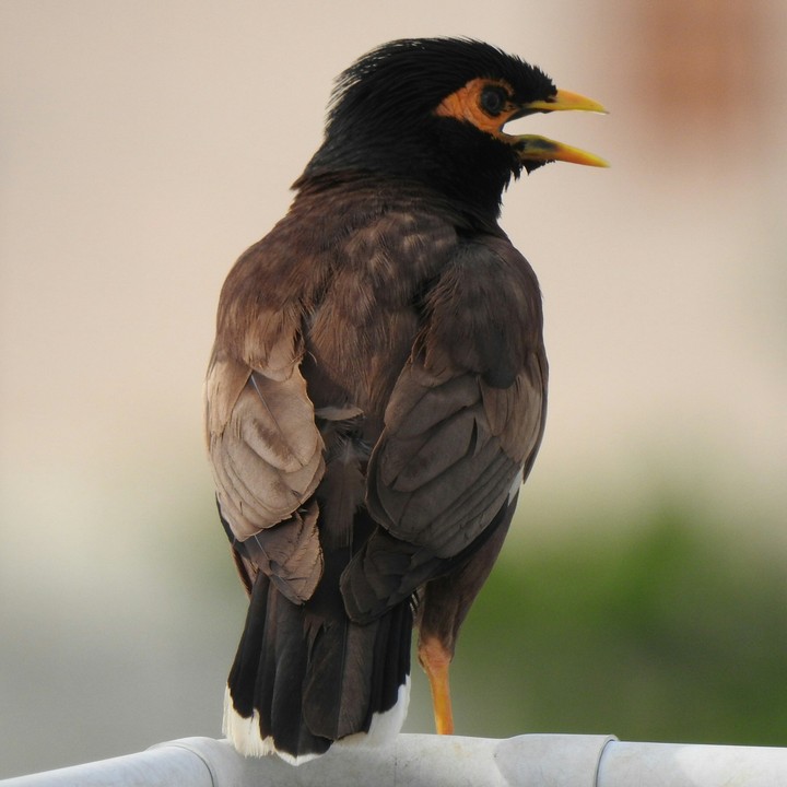 Maina Bird @ Angry Bird Version