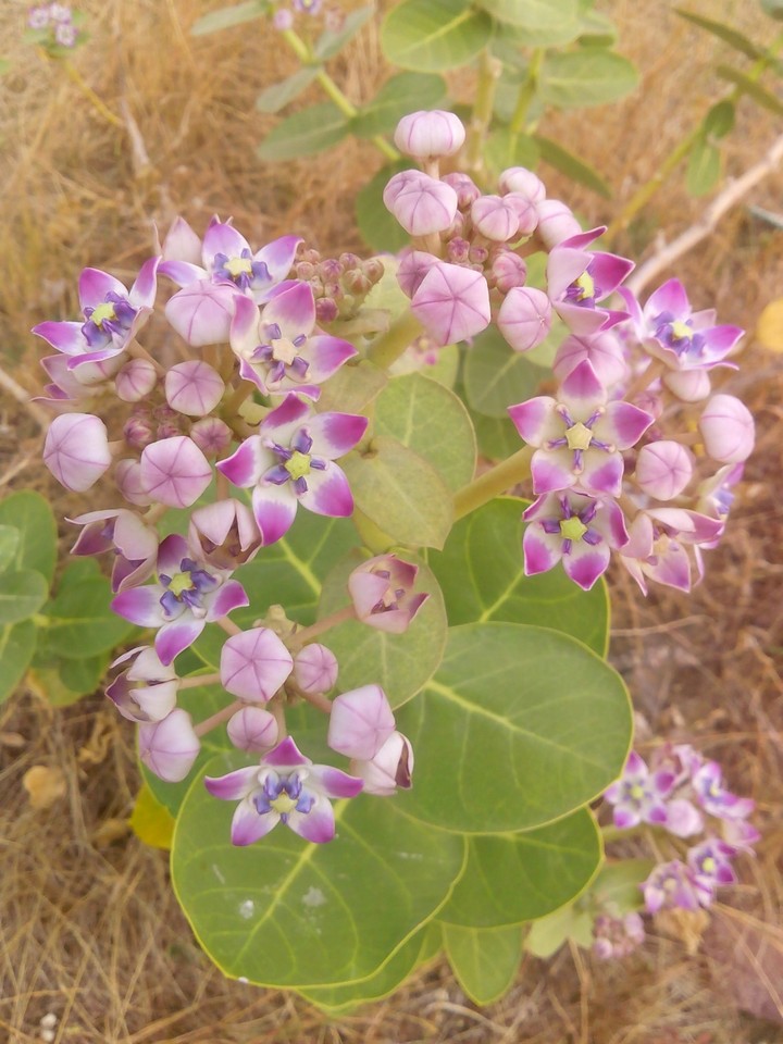 nature