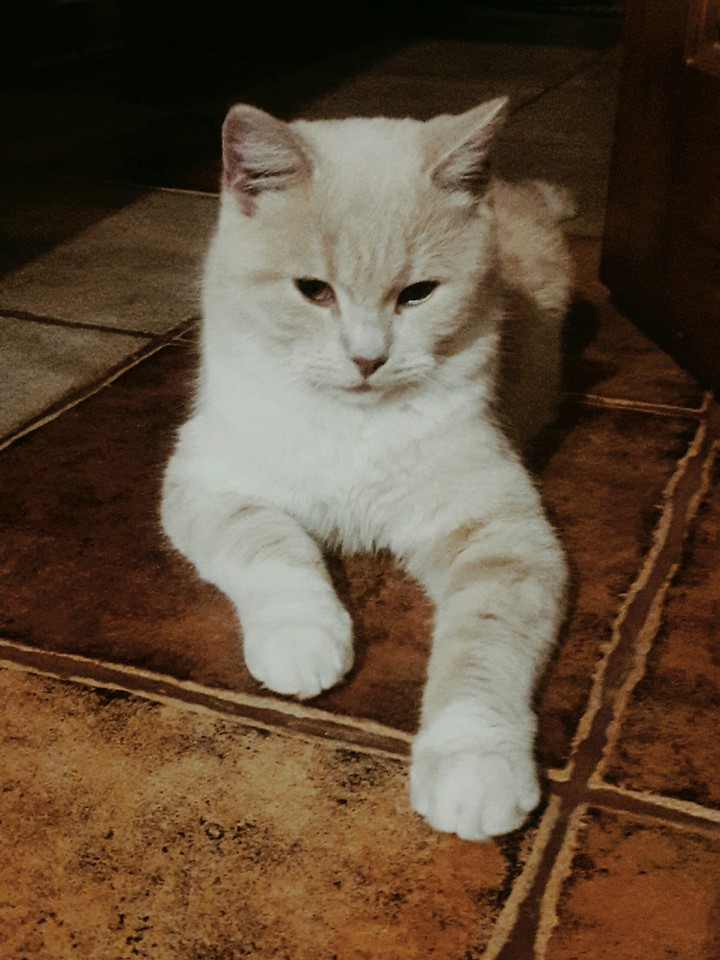 котик?