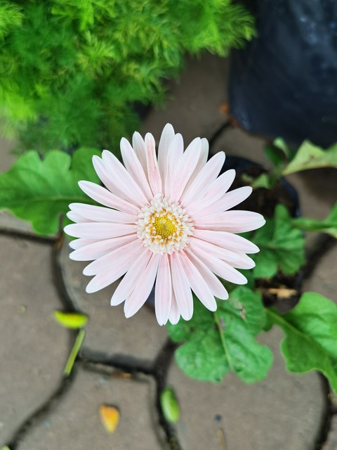 African Daisy