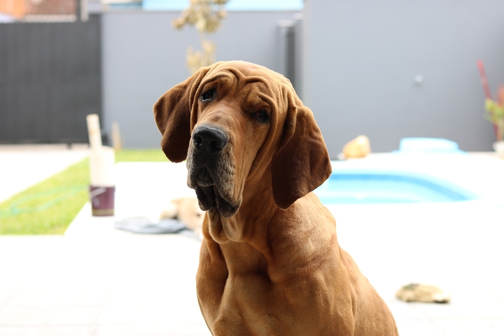 dog