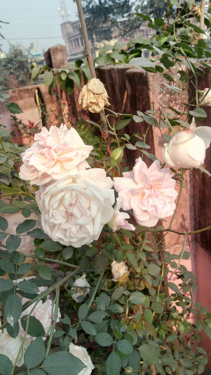 White Rose