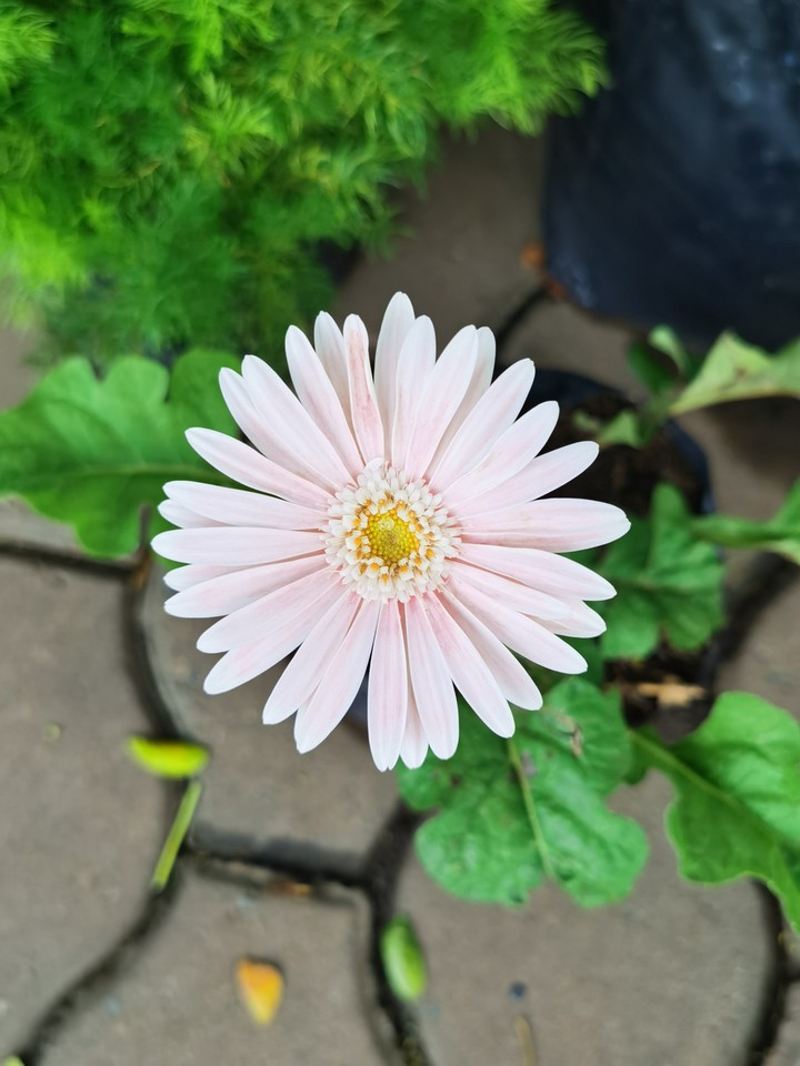 African Daisy
