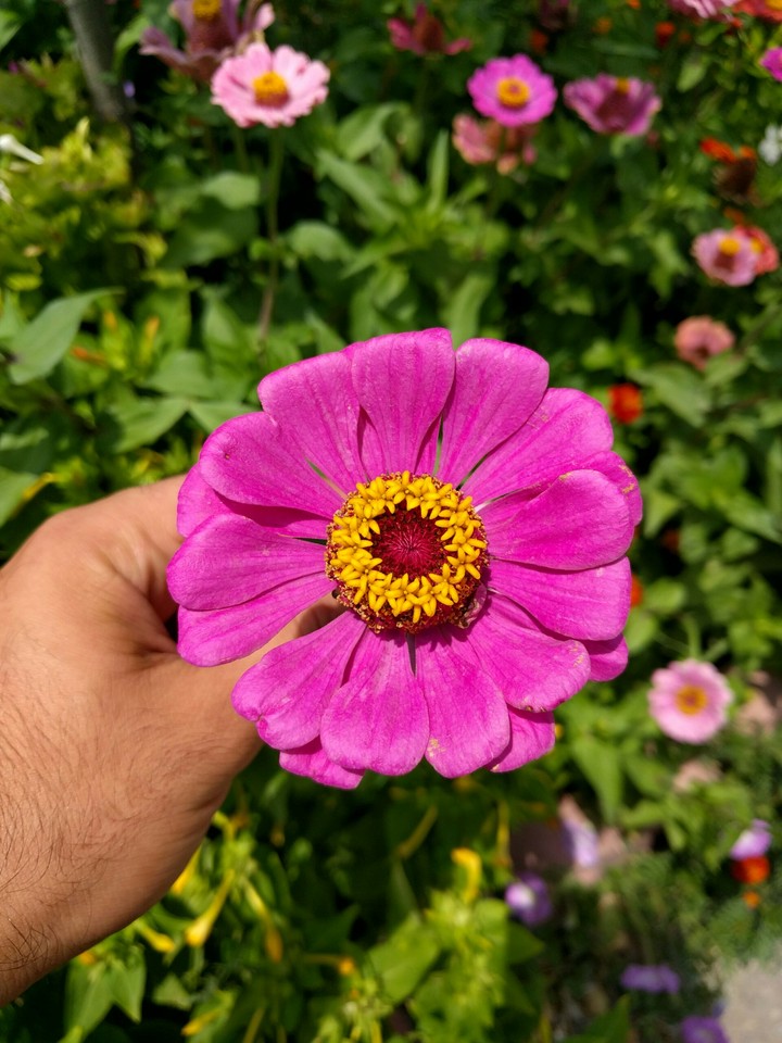 flower in my hand