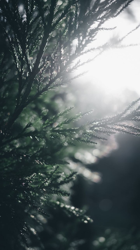 papéis de parede green, sunlight