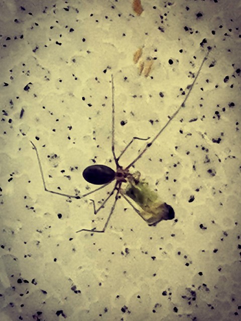 circle, arthropod वॉलपेपर