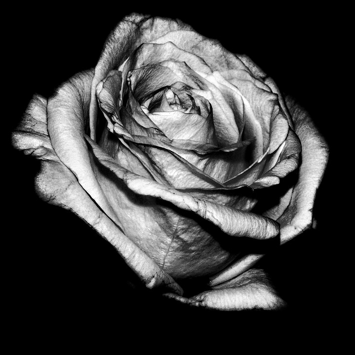 rose
